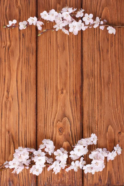Frame from flowers of apricot on a wooden surface — Stock Photo, Image