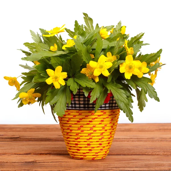 春天的花朵黄色白屈菜 (Hylomecon 弗纳利斯) 插在花瓶里 — 图库照片