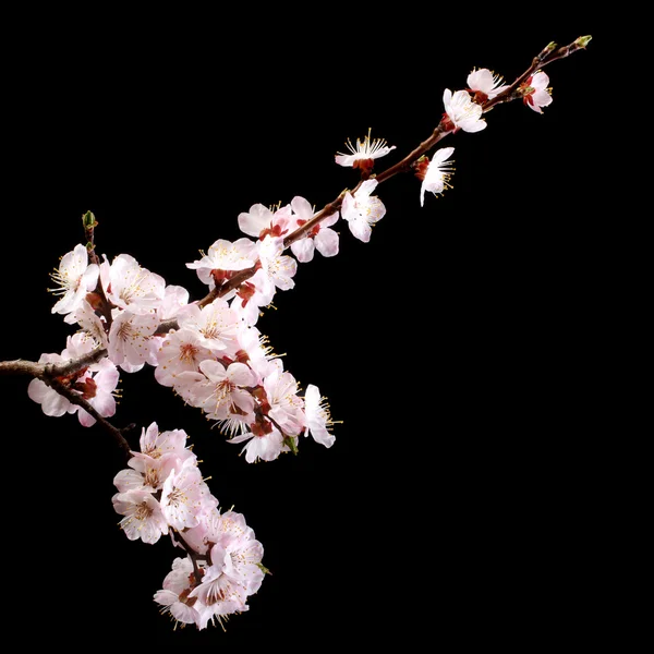 Branch with apricot flowers on a dark background. low key — Stock Photo, Image