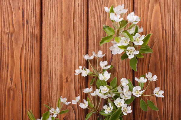 Ramoscello fiorito di pera con foglie verdi giovani — Foto Stock