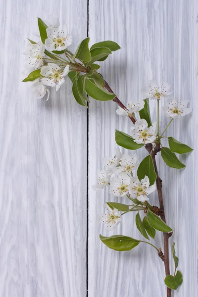 Sprig of flowering pear on a white wooden table — Stock Photo, Image