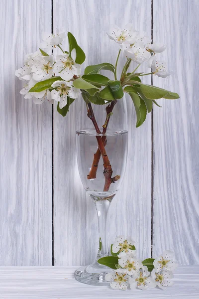 Pear branches with flowers in a glass for wine on a white — Stock Photo, Image