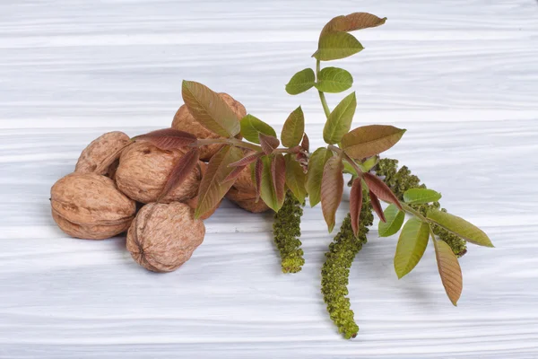 Bloemen walnoot, jonge bladeren en vruchten op witte houten tafel — Stockfoto