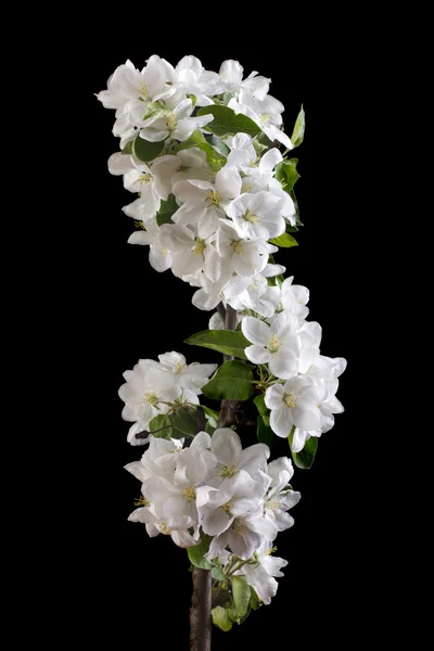 Flowers of apple tree with green young leaves in low key — Stock Photo, Image