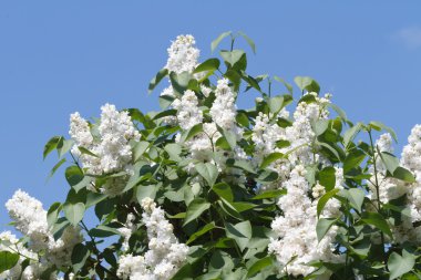 mavi gökyüzünde bir arka planda beyaz leylak bush