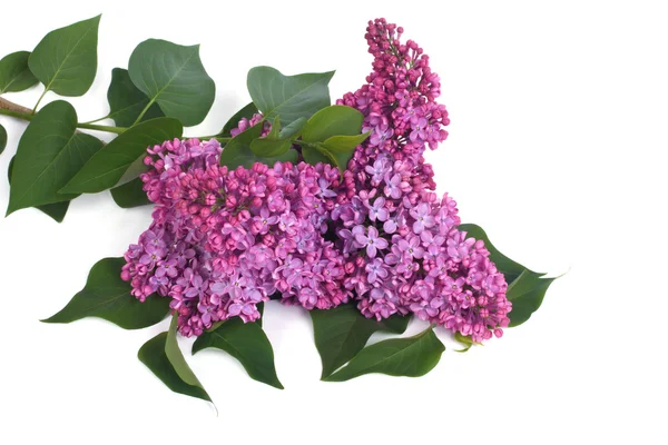 Rama de lilas florecientes aisladas sobre fondo blanco — Foto de Stock