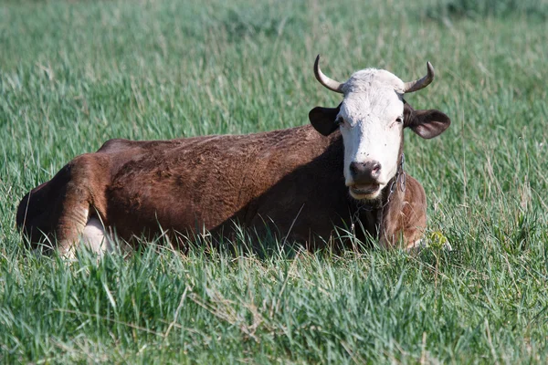 Hnědá kráva odpočívá na zelené louce — Stock fotografie