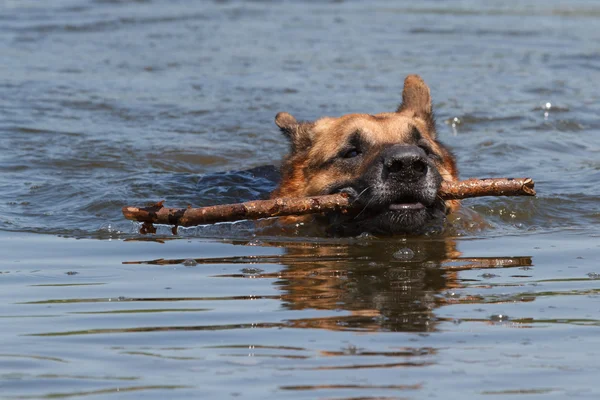 O cão pastor alemão está nadando com um pau na boca — Fotografia de Stock