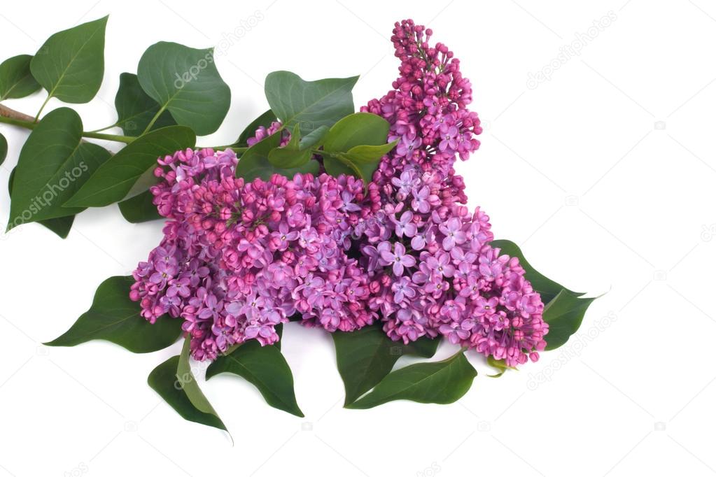 branch of blooming lilacs isolated on white background