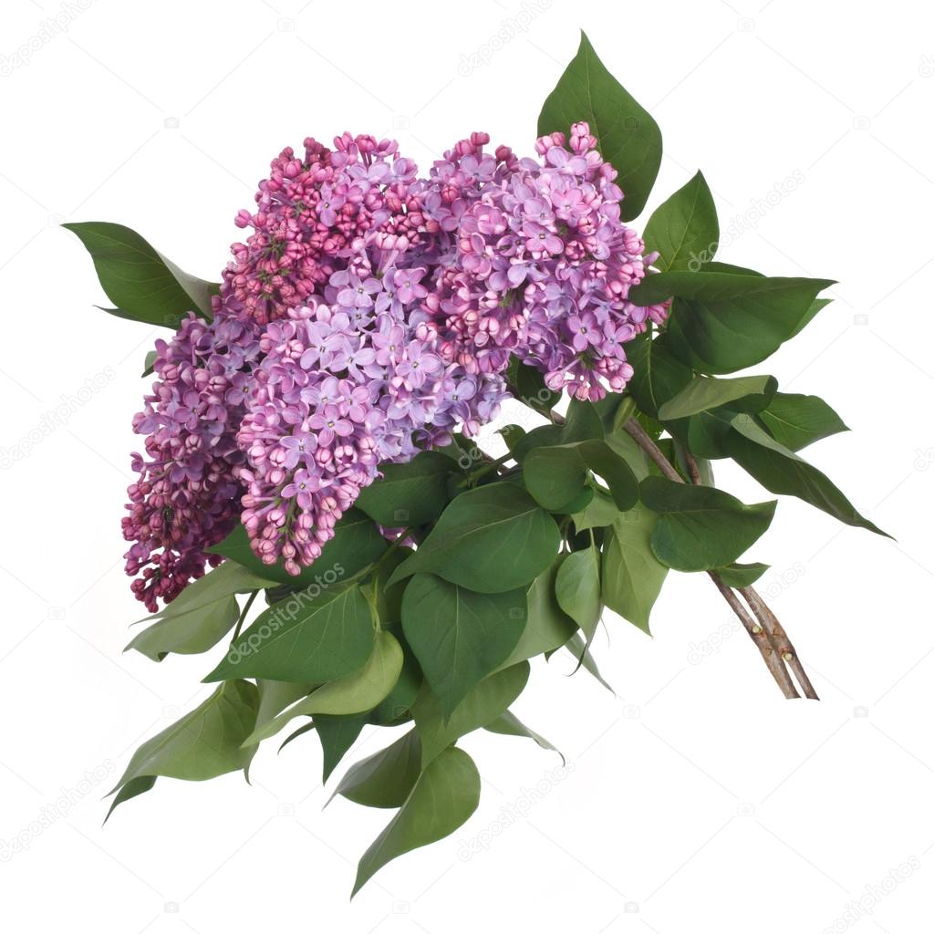 blooming lilac branch isolated on white background