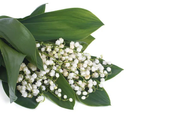 White lilies of the valley with green leaves isolated — Stock Photo, Image