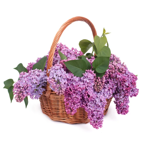 A bouquet of lilac in a wicker basket isolated on white — Stock Photo, Image