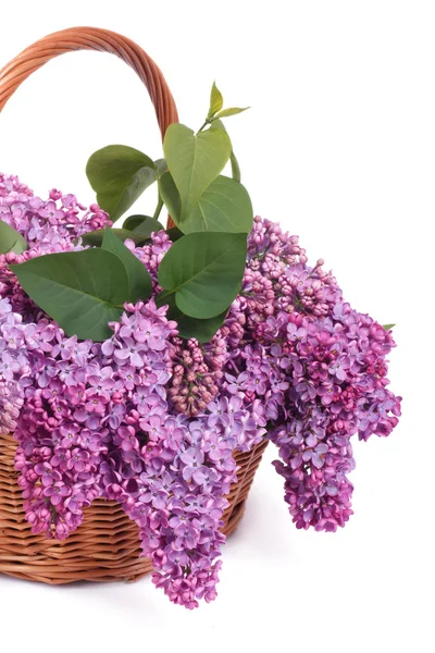 Cesta con un ramo de lilas púrpuras aisladas en blanco — Foto de Stock