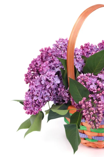 Un ramo de color lila en canasta aislada en blanco —  Fotos de Stock