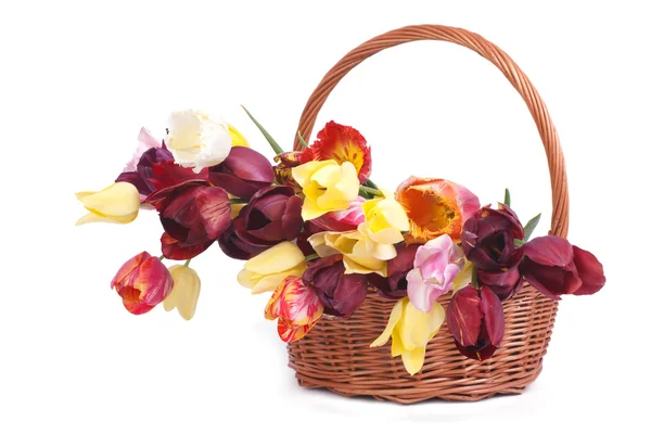 Tulipes multicolores dans un panier en osier isolé sur blanc — Photo