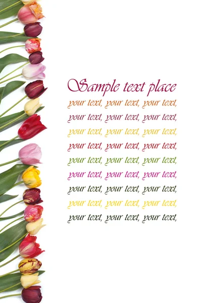 Feestelijke frame kleuren van tulpen op een witte achtergrond — Stockfoto