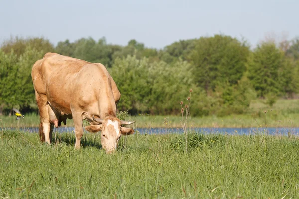 Gölün yakınlarında bir arazide otlayan kahverengi inek — Stok fotoğraf