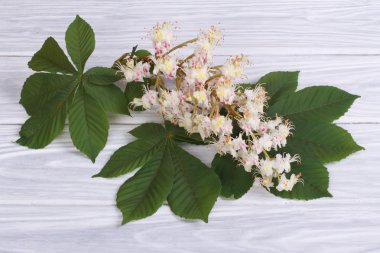 yeşil yaprakları ile kestane çiçekler