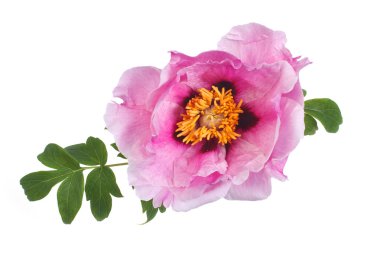 ağaç Şakayık Pembe çiçek izole üzerinde beyaz arka plan