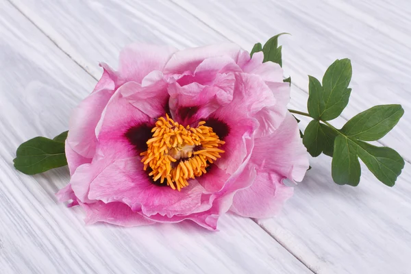 Träd-pion rosa blomma på ett träbord — Stockfoto