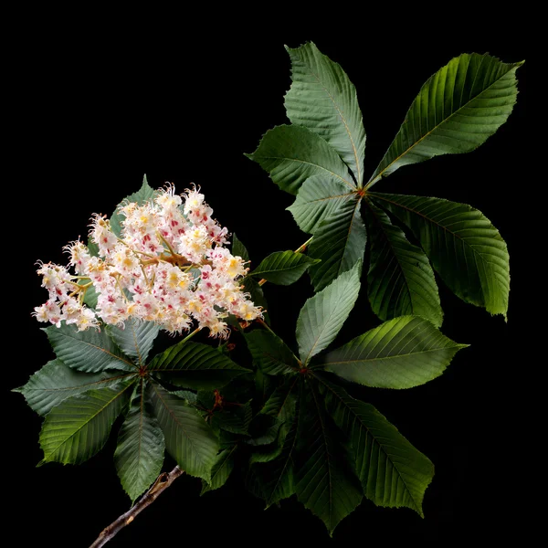 Oddział kwitnienia kasztanowca na ciemnym tle niski klucz — Zdjęcie stockowe
