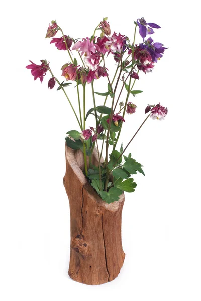 Bukiet kolorowy Orlik w wazon drewniany na białym tle — Zdjęcie stockowe