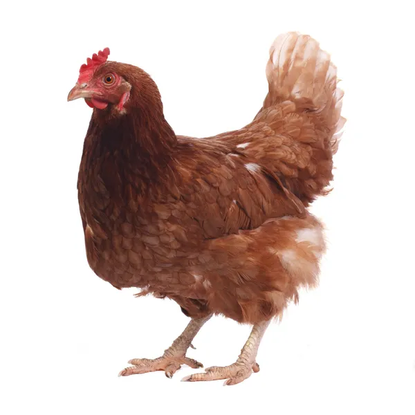 Beautiful purebred brown chicken isolated on white background — Stock Photo, Image