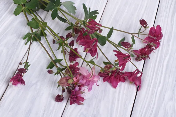 木製のテーブルの上の紫色の花のコロンバインの花束 — ストック写真