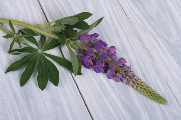 Blauwe lupine bloemen op een houten tafel — Stockfoto