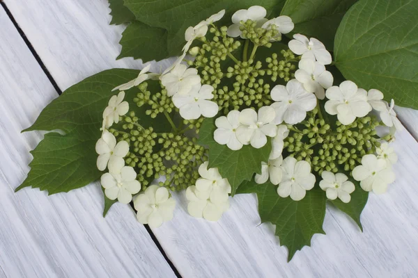 Las flores Viburnum de las hojas jóvenes verdes sobre la mesa de madera — Foto de Stock