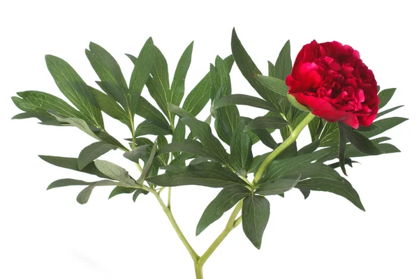 Fiore di peonia rossa con foglie verdi isolate su sfondo bianco — Foto Stock