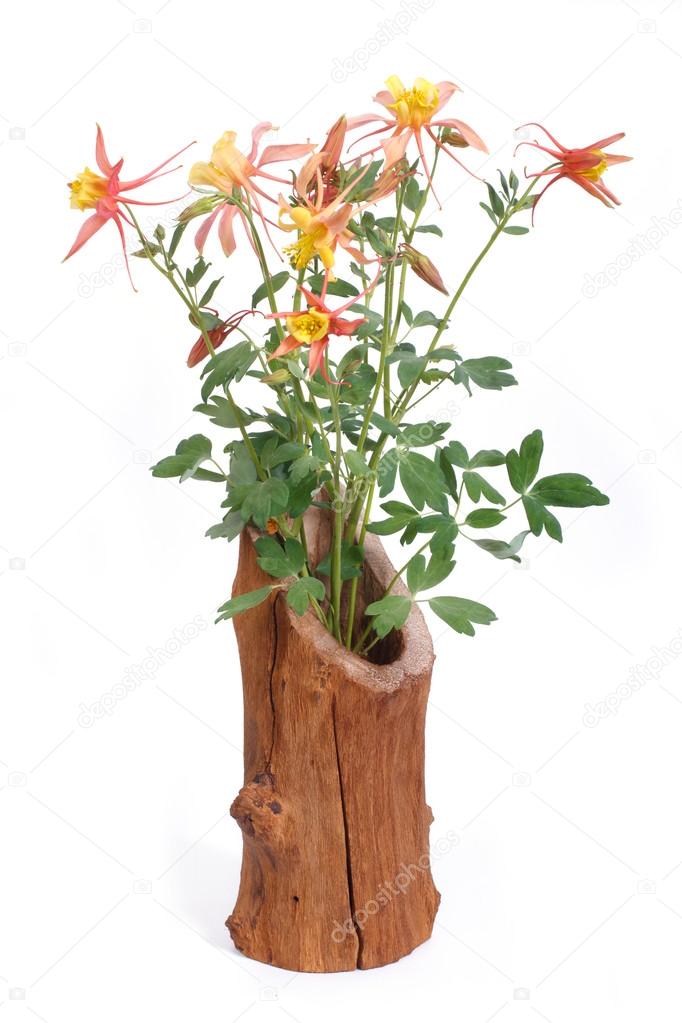 Bouquet of yellow flowers Columbine in wooden vase isolated
