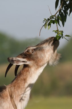 kahverengi keçi ağaç yakın çekim genç yaprakları yiyor