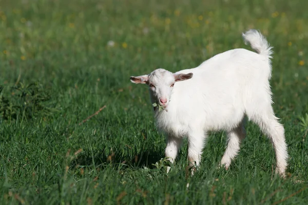 Kleine witte geit op groene weide — Stockfoto