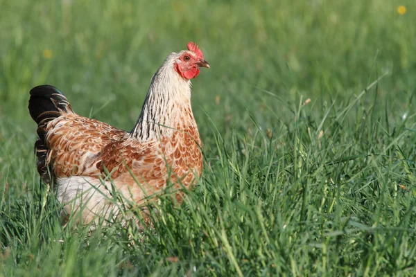 Beautiful chicken on a background of green grass — Stock Photo, Image