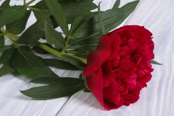 Mooie rode peony op een houten tafel — Stockfoto