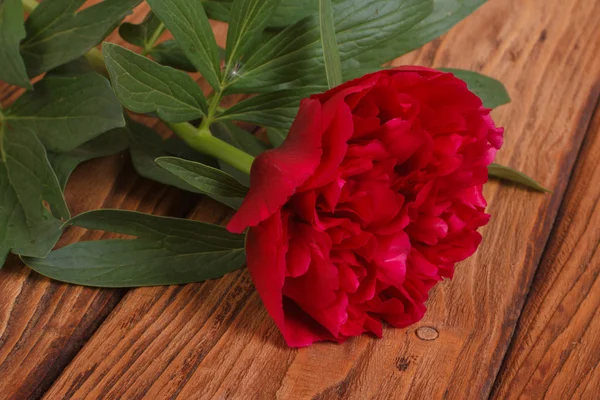 Red peony on a brown wooden table — Stock Photo, Image