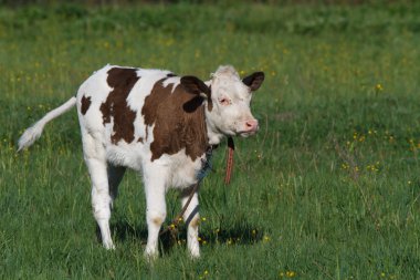 Yeşil çimenlerin üzerinde küçük Dana inek