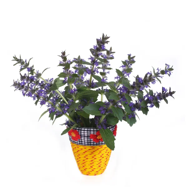 Flores de penstemon azul en jarrón amarillo aislado — Foto de Stock