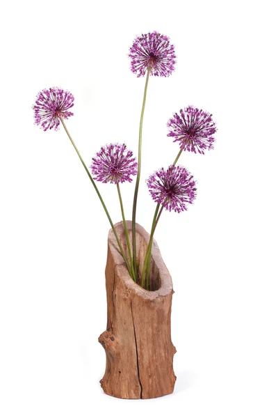 Flores púrpura cebolla decorativa Allium en jarrón de madera aislado — Foto de Stock