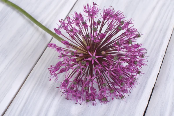 Una flor púrpura cebolla decorativa Allium en una mesa de madera — Foto de Stock