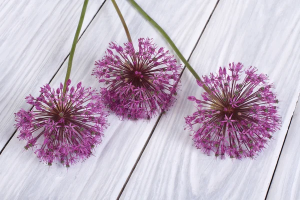 Flores púrpura cebolla decorativa Allium en una mesa de madera —  Fotos de Stock