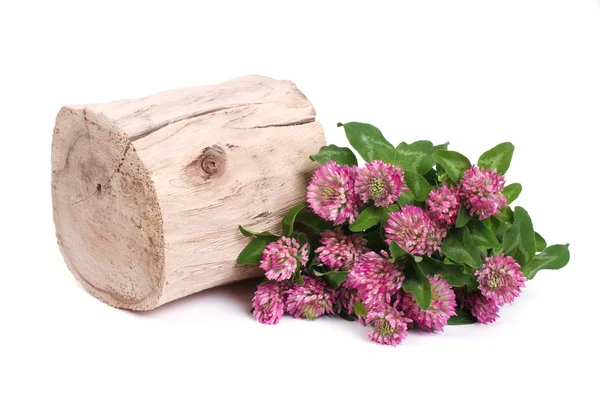 Flores de trébol cerca de una cubierta de madera aislada sobre fondo blanco — Foto de Stock