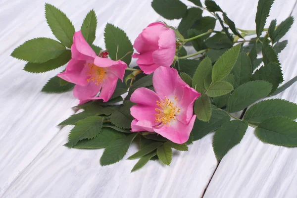 Rosa silvestre flores rosadas en una tabla de madera — Foto de Stock