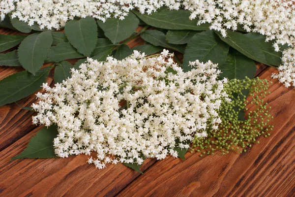 Fragrant flowers of elderberry with green leaves — Stock Photo, Image