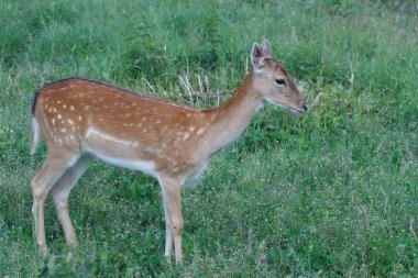 kadın sika geyiği yaz mera üzerinde