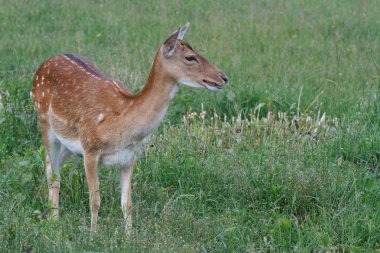 Genç sika geyiği bir arka planda yeşil çimen