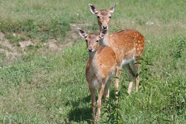 Dos ciervos manchados se acercan sobre un fondo de hierba verde —  Fotos de Stock