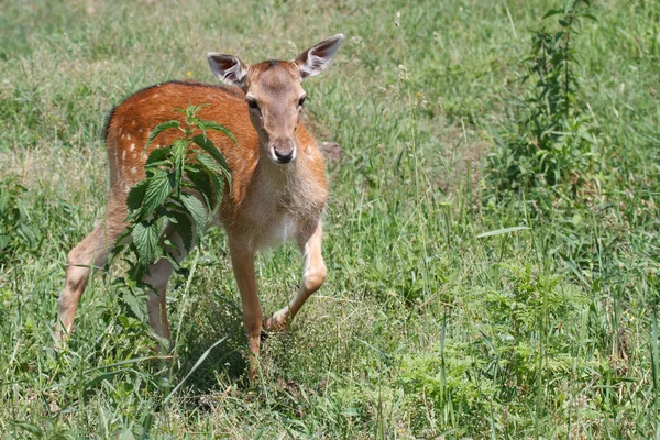 Sikahirsche im Sommer auf einer Weide — Stockfoto