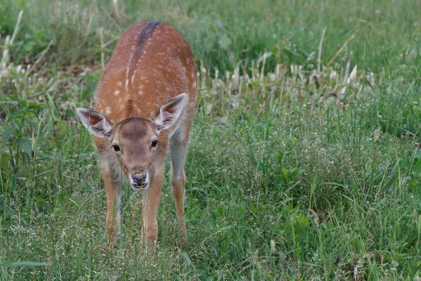 Petit petit cerf repéré sur un fond d'herbe verte — Photo